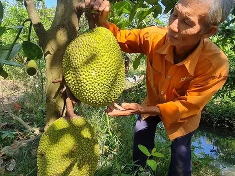 Khó đỡ với giá mít Thái và sầu riêng ở miền Tây