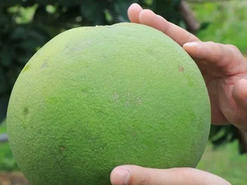 Trái bưởi tươi Việt Nam chính thức được xuất khẩu sang Hoa Kỳ