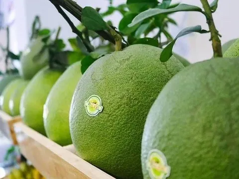 Trái bưởi Việt Nam xuất sang Mỹ cần đáp ứng điều kiện gì?