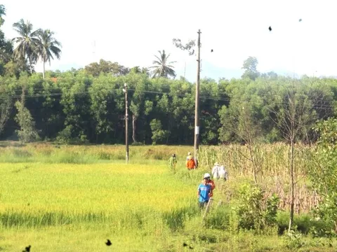 Người đàn ông ở Quảng Nam bị điện giật chết khi hái cau