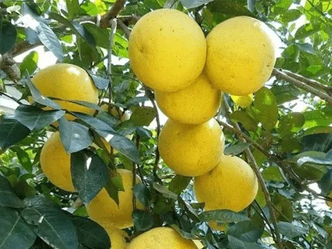 Làm gì để tăng hiệu quả xuất khẩu trái cây Việt?