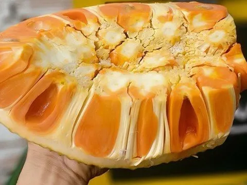 Đến 330.000 đồng/kg mít ruột đỏ đã lật múi nhưng vẫn không có hàng bán