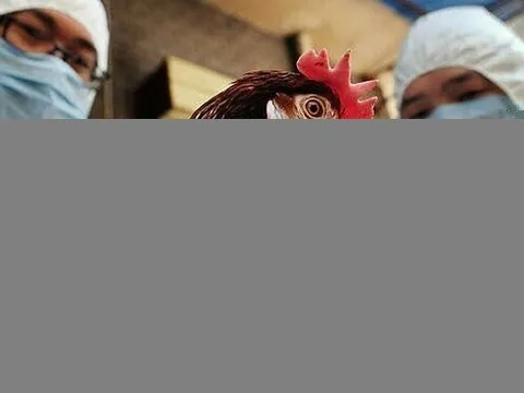 Bộ Y tế: Tăng cường chống cúm gia cầm sau vụ bé gái mắc cúm A(H5)