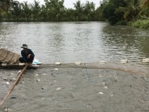 Người nuôi cá tra thương phẩm chịu áp lực của giá con giống và thức ăn tăng cao