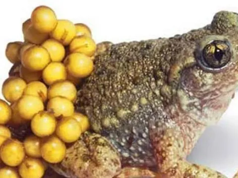 Ba bố con nhập viện sau bữa cơm với trứng cóc