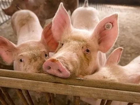 Trung Quốc tạo ra lợn biến đổi gene có khả năng kháng virus giống AIDS