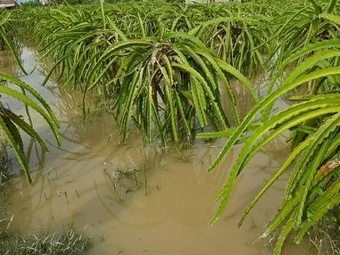 Bình Thuận: Mưa lớn gây ngập úng nhiều cây trồng và nhà dân