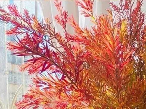 Chị em mê mẩn tìm mua chiếc lá giống như 'mùa thu Hàn Quốc'