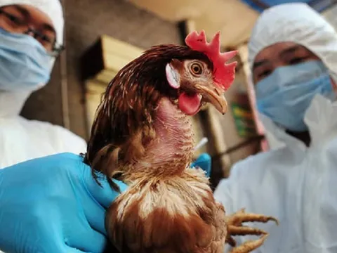 Biểu hiện nghi ngờ mắc cúm A/H5N1 ở người và cách phòng chống