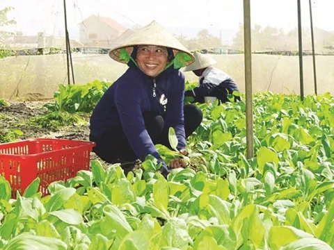 Hà Nội: Khuyến khích nông dân phát triển kinh tế trang trại liên kết