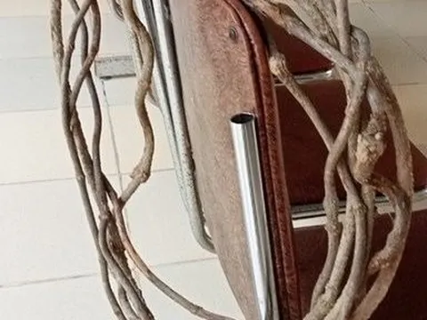 Nhầm lá ngón là cây thuốc quý, 7 người nhập viện khẩn cấp