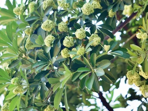 Hà Nội: Đề xuất di dời 80 cây hoa sữa vì mùi hương nồng nặc