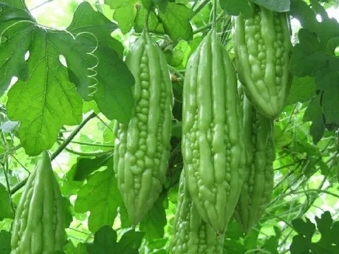 Loại thực phẩm vừa đắng vừa xấu nhưng lại là "thần dược" cho sức khỏe