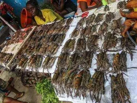 Vùng đất kỳ lạ, nơi tôm hùm lại trở thành món ăn "hạng bét", rẻ hơn cả rau ngoài chợ