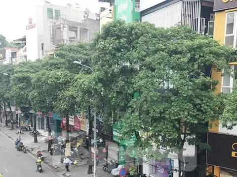 Hà Nội sắp di chuyển loạt cây hoa sữa cổ thụ khỏi phố Nguyễn Chí Thanh?