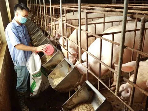 Giá lợn hơi giảm sâu