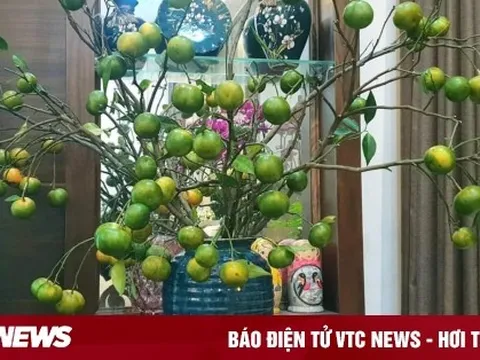 Chị em đua nhau mua về cắm thay hoa, cành cam biến thành hàng độc lạ