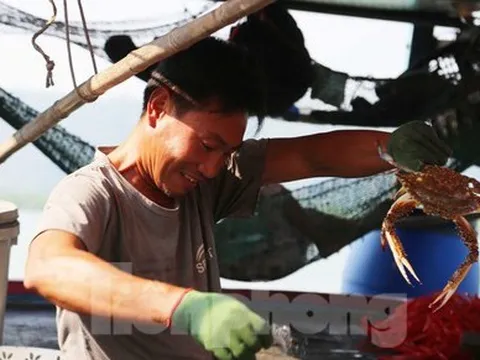 Thuyền về, tôm cá đầy khoang, ngư dân thu tiền triệu mỗi ngày