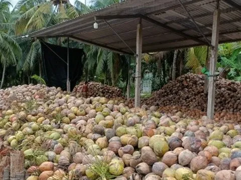 Người trồng dừa Bến Tre thất thu vì ‘thiệt hại kép”