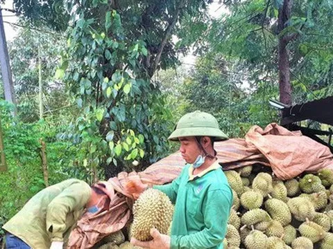 Bảo vệ mã vùng cho “vua trái cây“