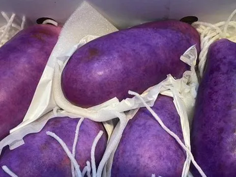 Hà Nội: Nho tím khổng lồ có giá gần nửa triệu đồng/quả