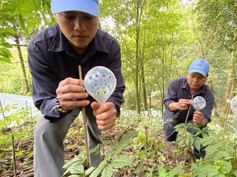 Sâm Việt Nam sẽ được tập trung trồng ở tỉnh nào từ nay đến năm 2030?