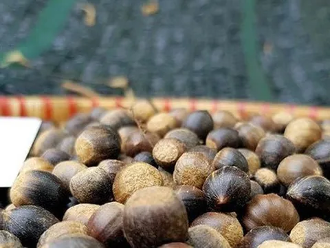 Hạt dẻ tí hon đắt khách đầu mùa