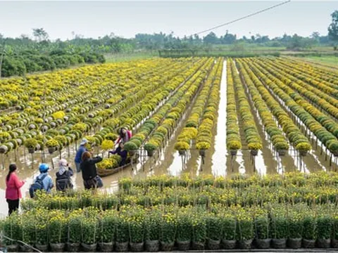 Hồi hộp mùa hoa, trái Tết