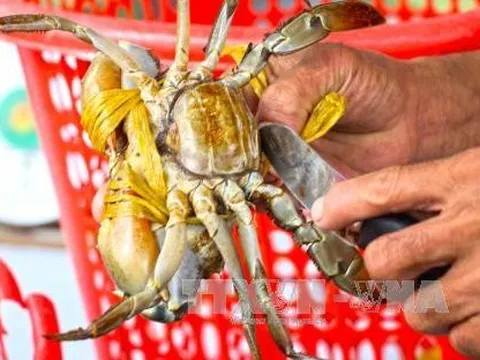 Nuôi cua biển lãi 150 triệu đồng/ha/năm
