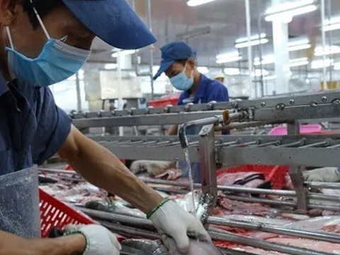 Cá tra Việt Nam xuất sang Trung Quốc tăng mạnh