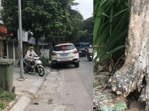 Cây xanh bị "bức tử" ở Hà Nội: Làm rõ nguyên nhân rồi mới chặt hạ