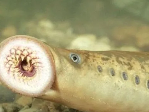 Loại cá có hình dạng đáng sợ nhưng đang được các bà nội trợ săn lùng