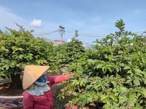 Nhiều vườn mai tiền tỉ bắt đầu tất bật chuẩn bị cho mùa vụ Tết