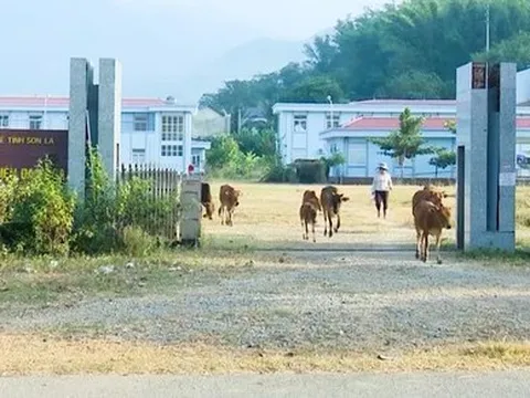 Bệnh viện đa khoa 200 tỷ đồng thành nơi trồng rau, chăn thả bò