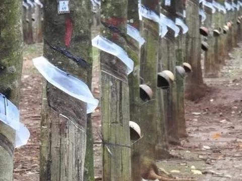 Doanh nghiệp cao su kiến nghị tháo gỡ vướng mắc về thuế