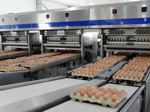 Hòa Phát công bố bán hơn 1 triệu quả trứng gà mỗi ngày