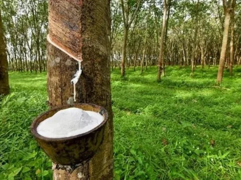 Xuất khẩu cao su vẫn chưa thoát khỏi cái bóng của đại dịch COVID-19