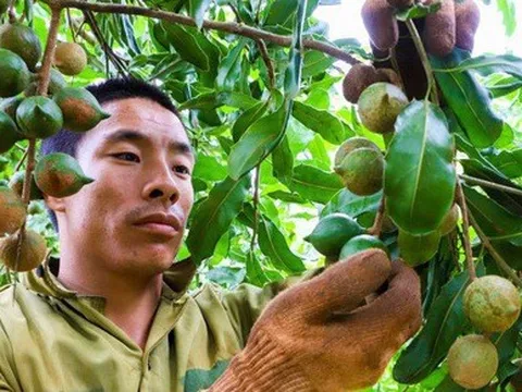 Xuất khẩu lô mắc ca đầu tiên sang Nhật