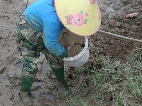 Theo chân nông dân dùng "tuyệt chiêu" bẫy cáy bằng thính