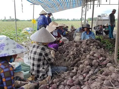 Khoai lang Việt được phép xuất khẩu sang Trung Quốc từ hôm nay