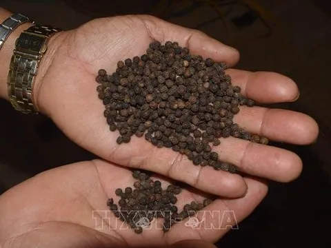 Việt Nam vẫn là quốc gia sản xuất và xuất khẩu hồ tiêu lớn nhất thế giới
