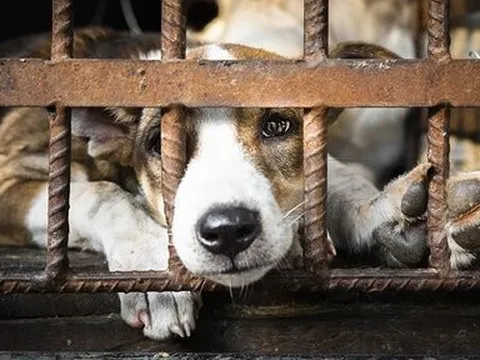 Người dân có thể báo cáo nạn buôn bán thịt chó mèo qua nền tảng số