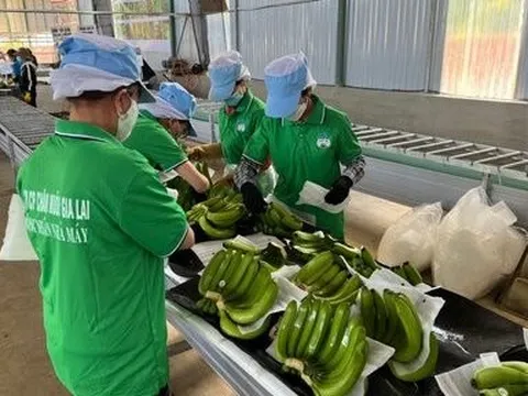 Giá chuối và heo giảm kéo ghì doanh thu của Hoàng Anh Gia Lai