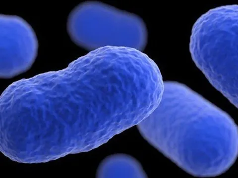 Bùng phát nhiễm khuẩn listeria gây chết người tại Mỹ