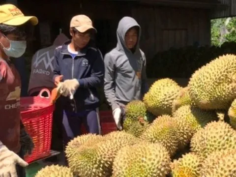 Cơ hội xuất khẩu sầu riêng Khánh Sơn chính ngạch sang Trung Quốc