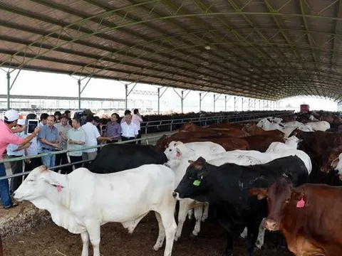 ‘Đàn bò’ của bầu Đức: từng là phao cứu sinh cho doanh thu của tập đoàn, tưởng đã đến đoạn cuối sứ mệnh nhưng bất ngờ được đưa trở lại đường đua