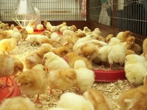 Ngân hàng rao bán khoản nợ của đại gia trứng sạch, thế chấp bằng 3 đời gà