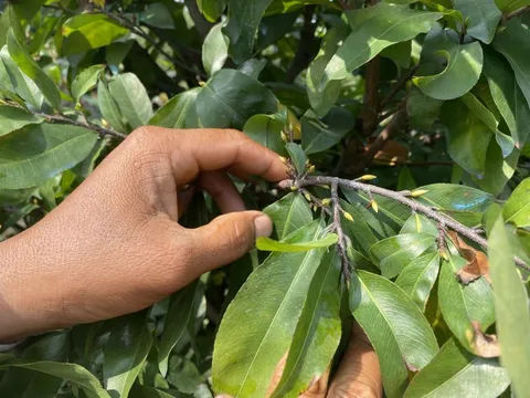 Nhà vườn TP HCM, Long An đua nhau trồng mai Tết