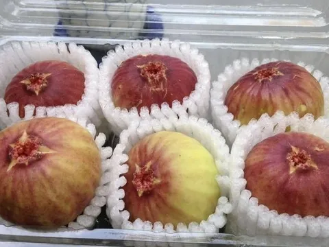 Tò mò về loại sung 'siêu to khổng lồ' xuất hiện ở Việt Nam