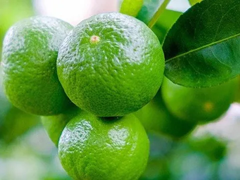 Chanh, bưởi của Việt Nam chính thức sang New Zealand